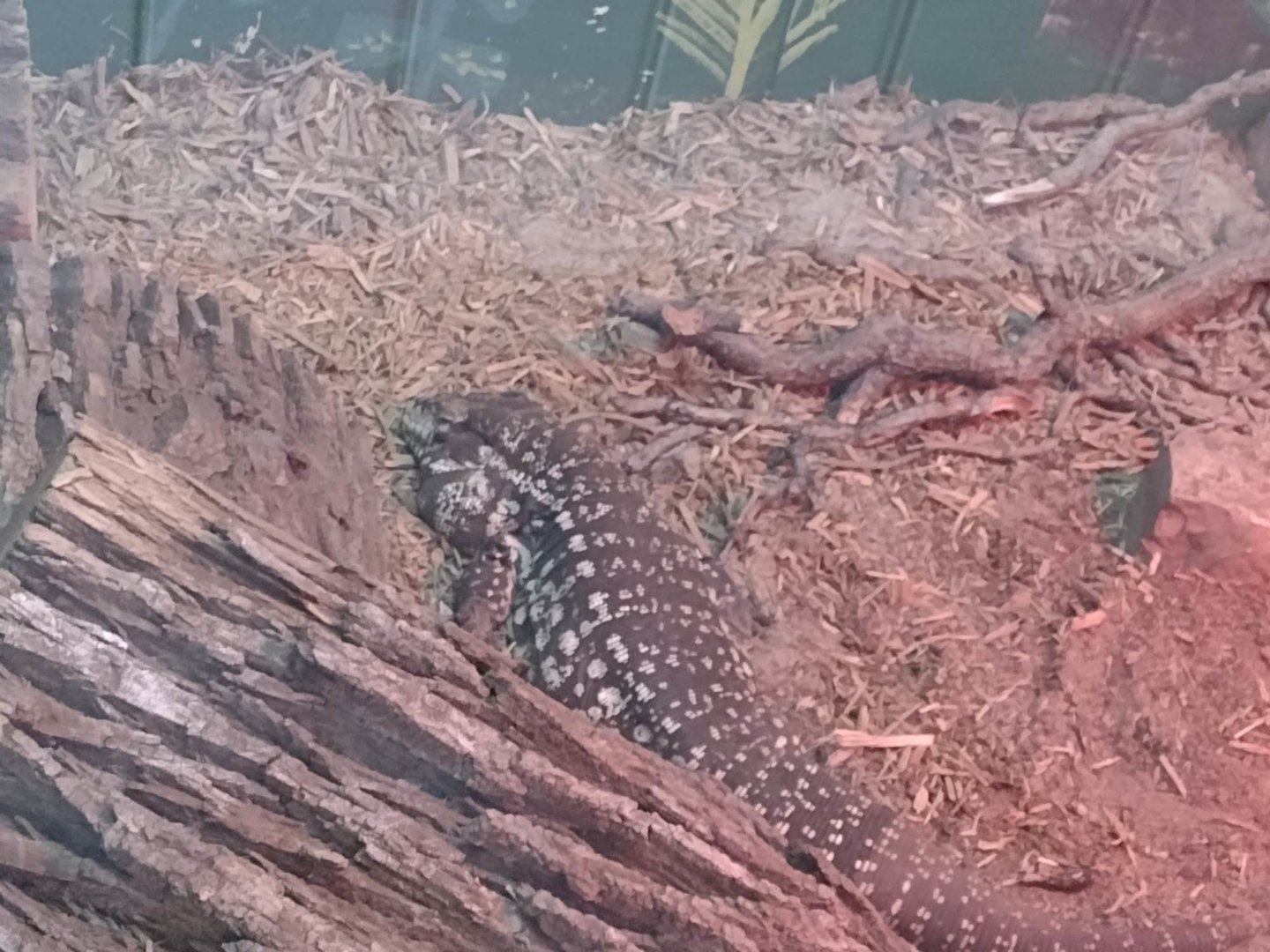 Americas- Argentine Black & White Tegu