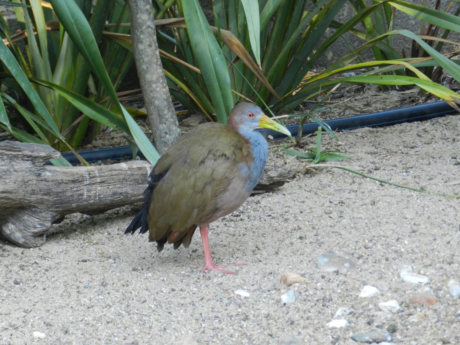 Americas Aviary
