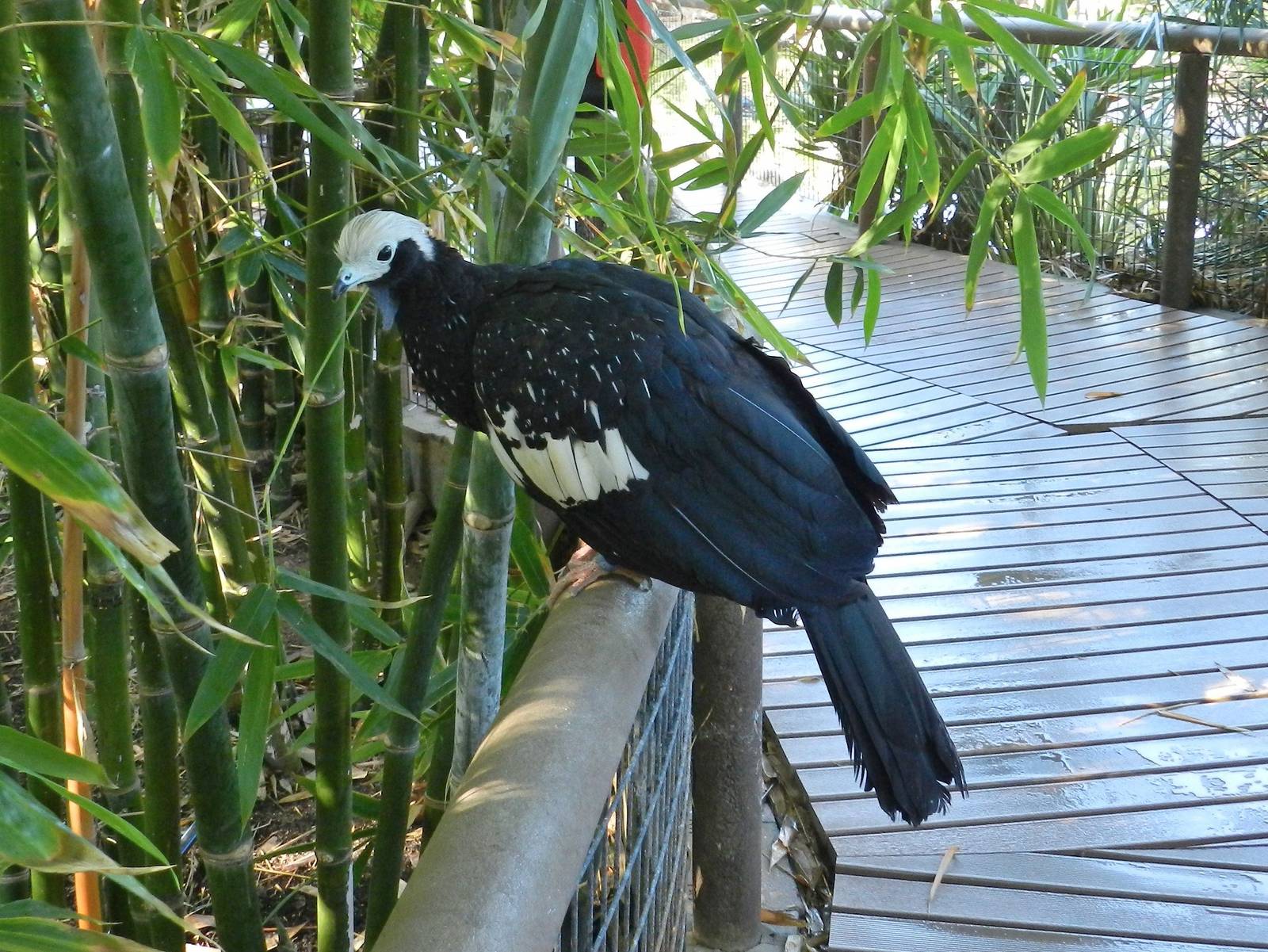 Americas Aviary