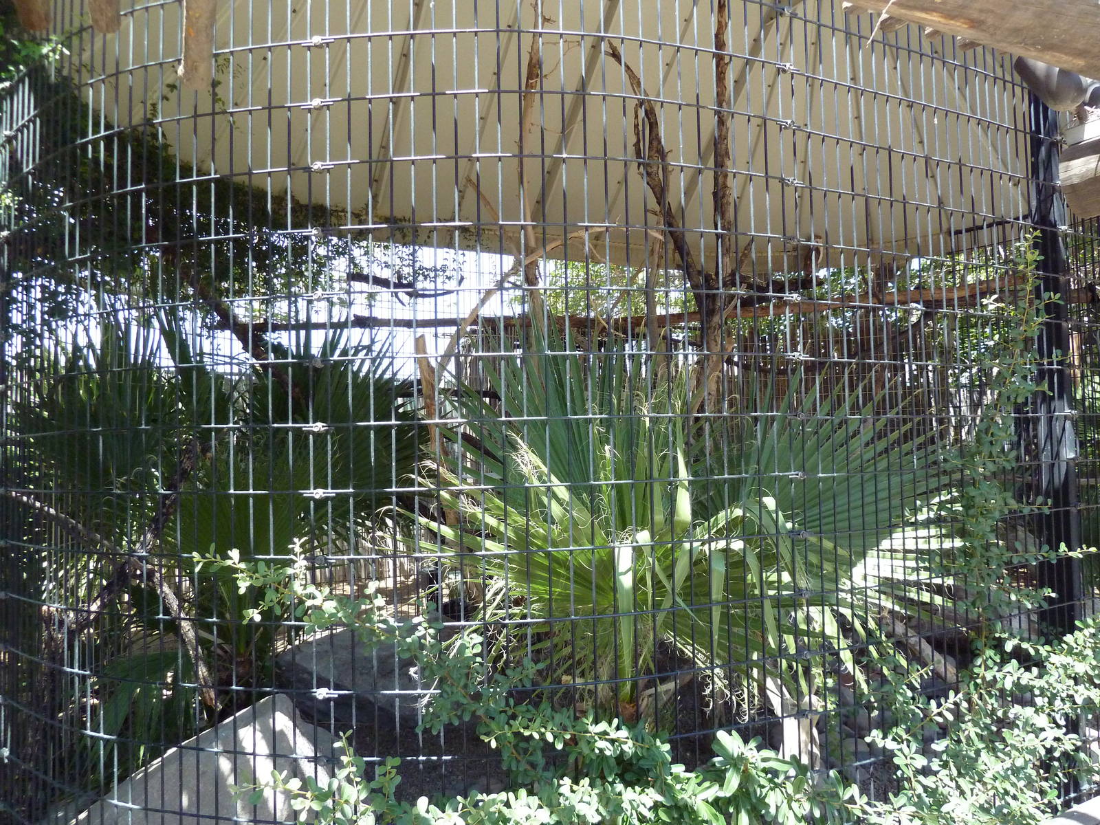 Americas - Barn Owl Exhibit