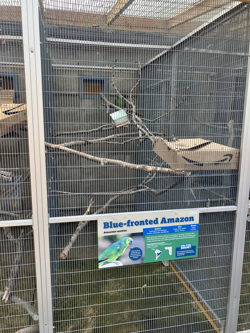 Americas - Blue-Headed Amazon Exhibit