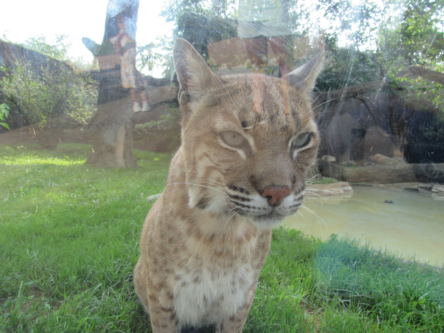 Americas - Bobcat