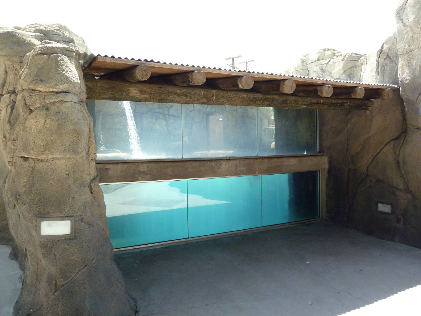 Americas - California Sea Lion Exhibit