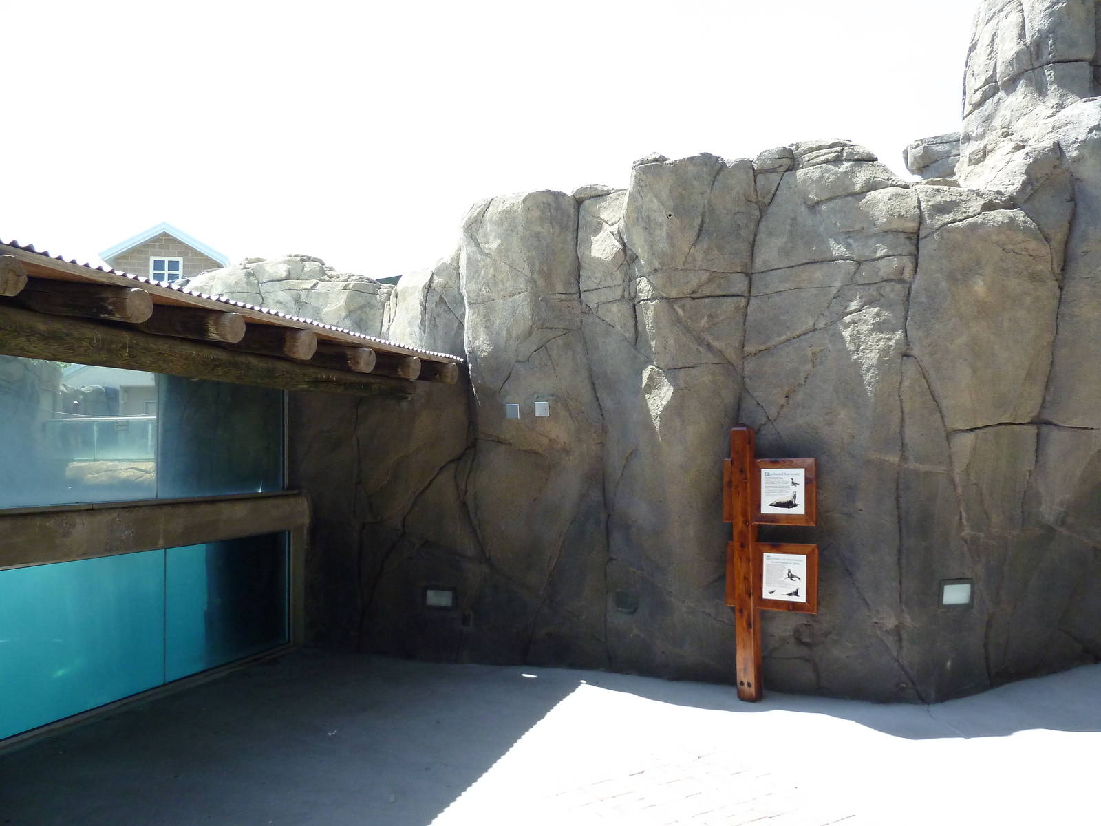 Americas - California Sea Lion Exhibit