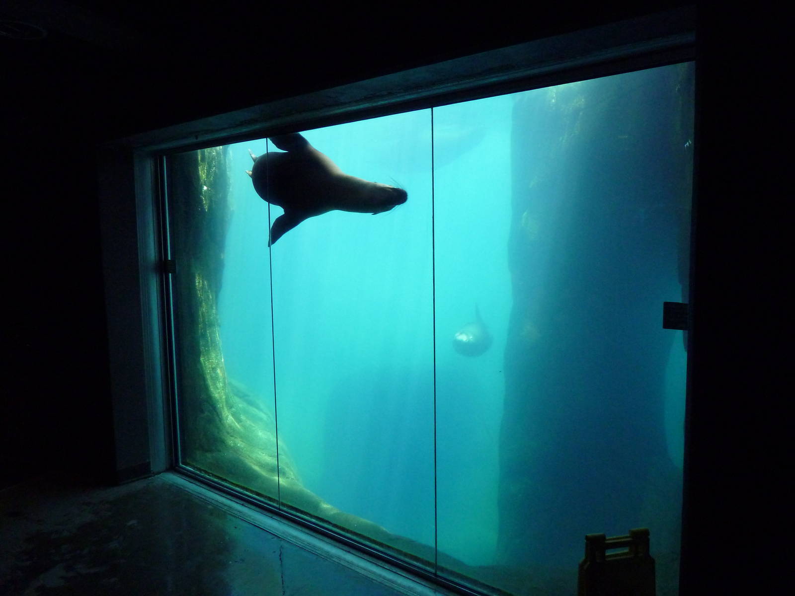 Americas - California Sea Lion Exhibit
