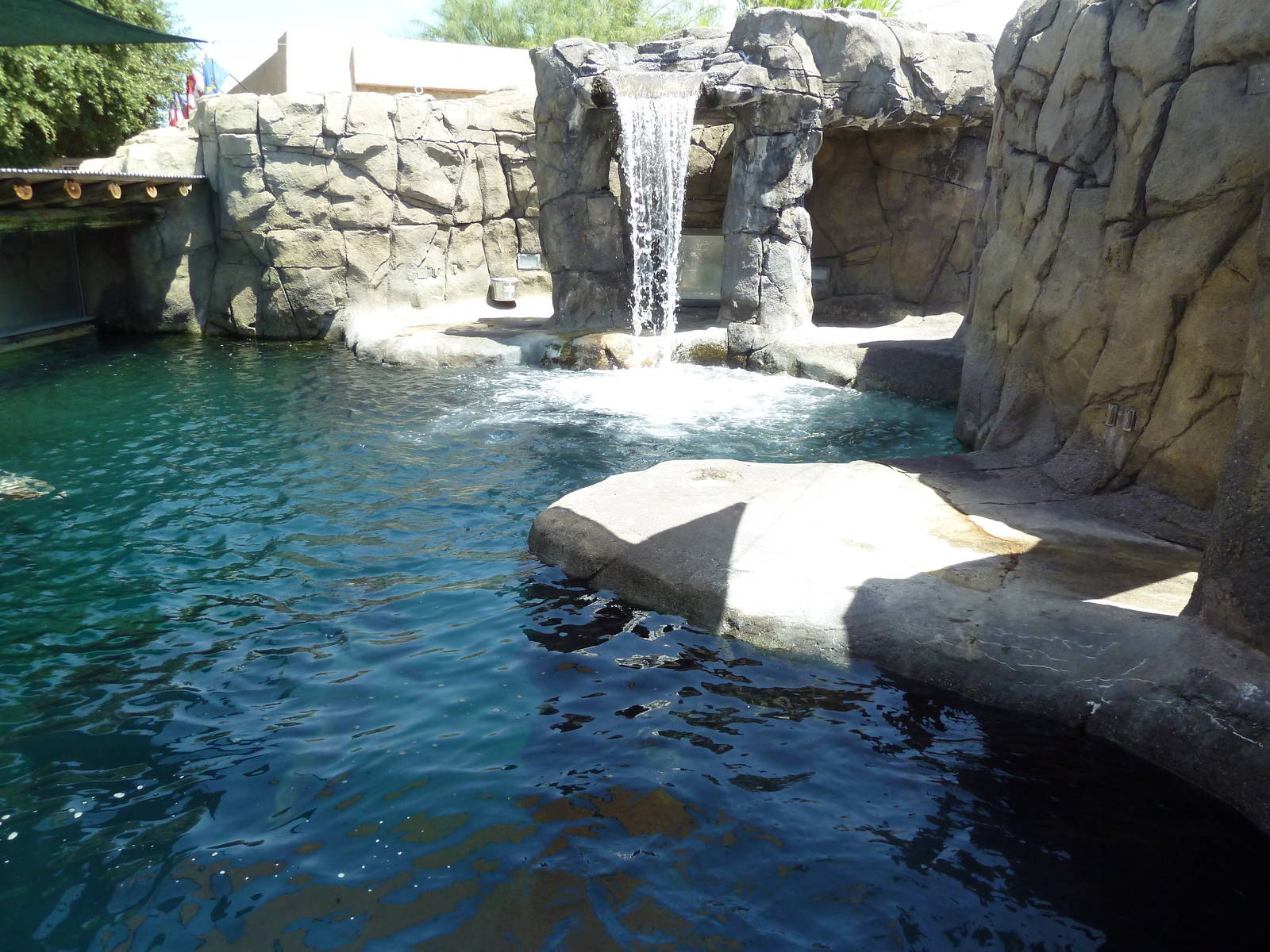 Americas - California Sea Lion Exhibit