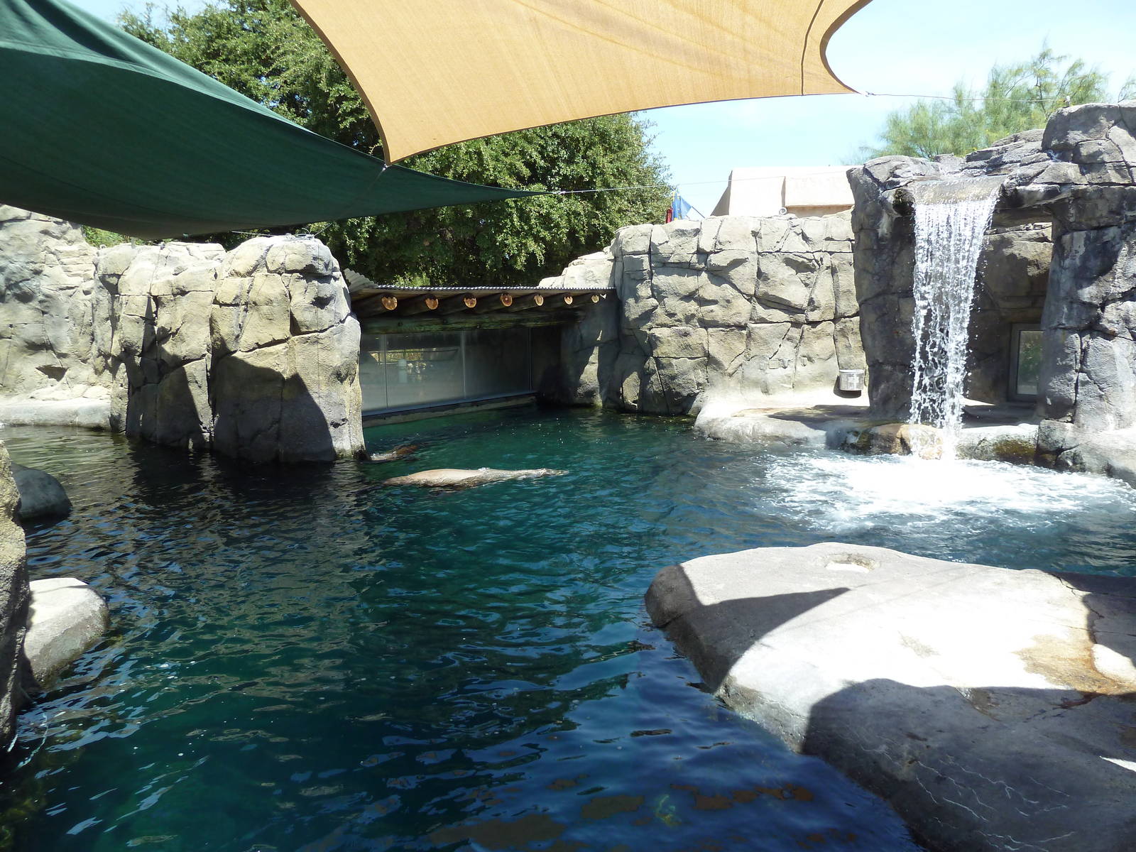 Americas - California Sea Lion Exhibit