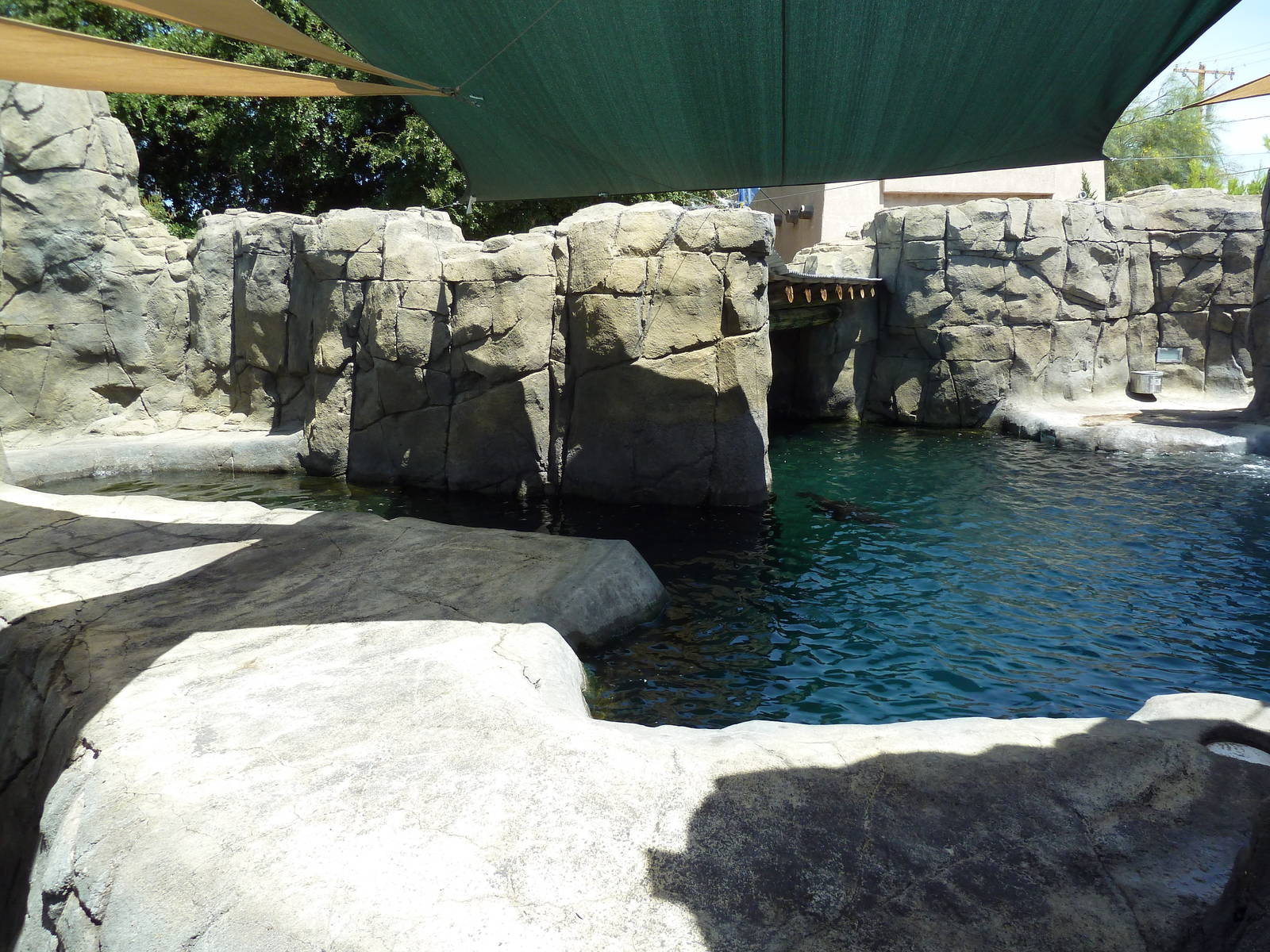 Americas - California Sea Lion Exhibit