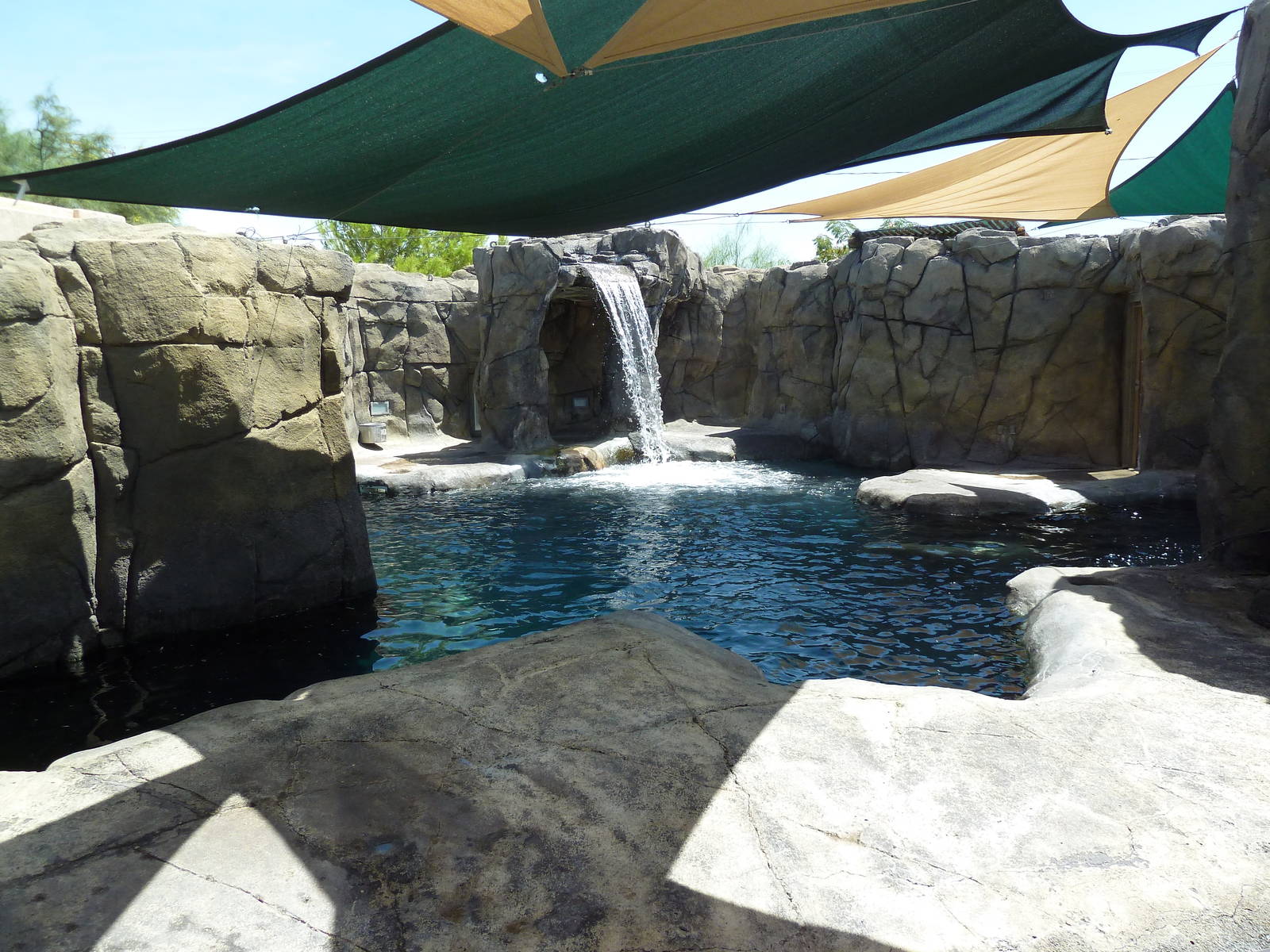 Americas - California Sea Lion Exhibit