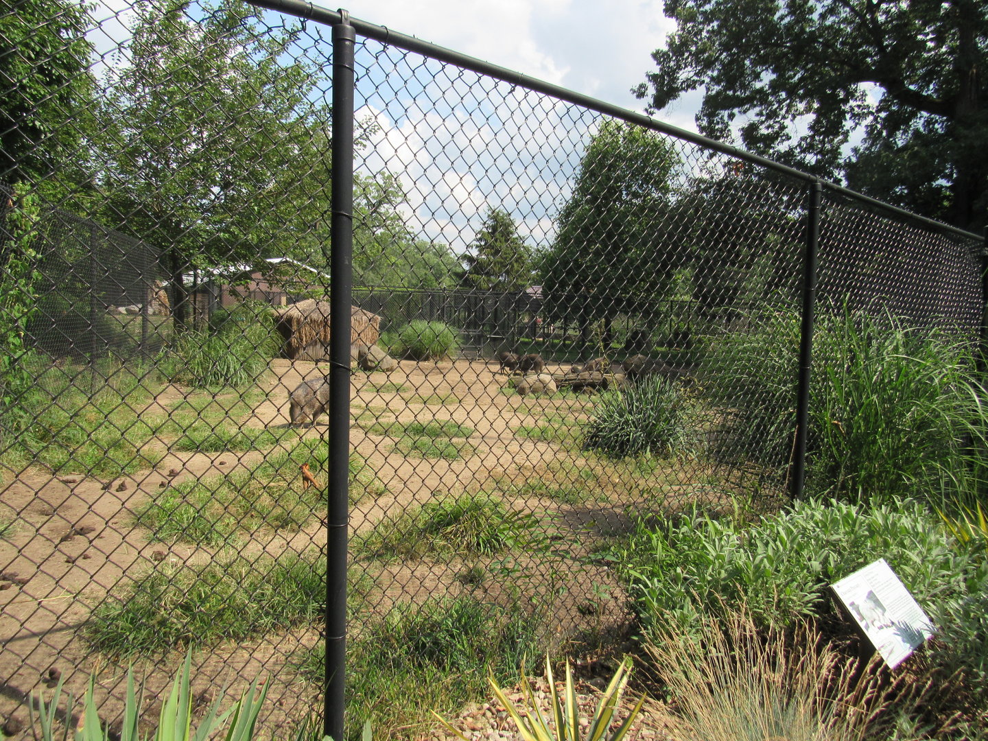 Americas - Chacoan Peccary Exhibit
