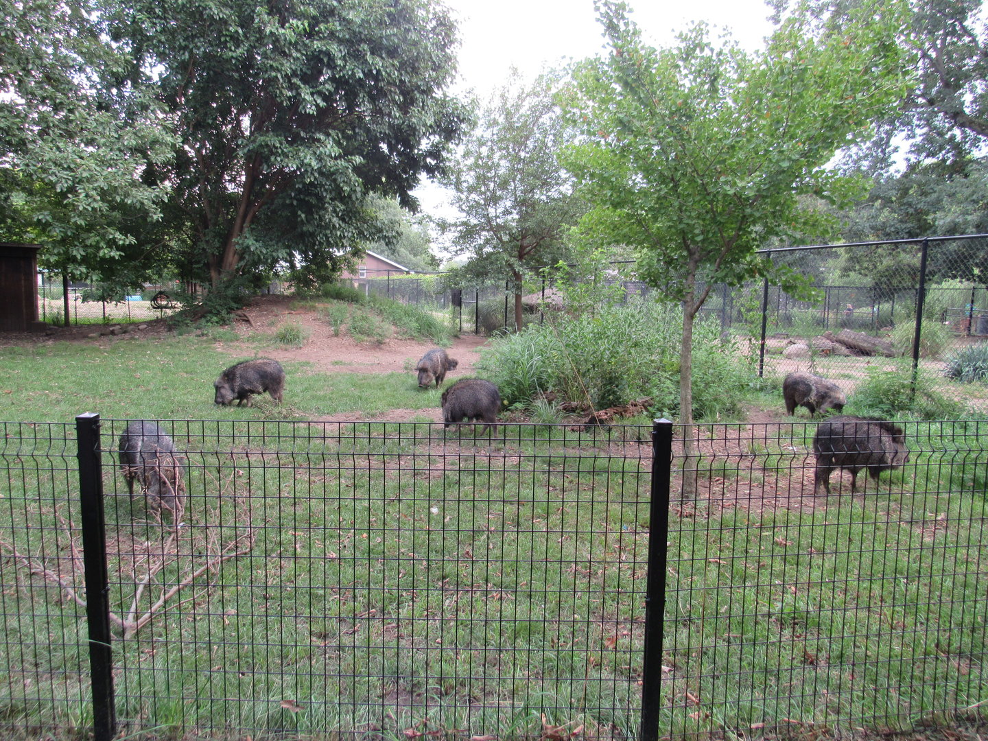Americas - Chacoan Peccary second Exhibit