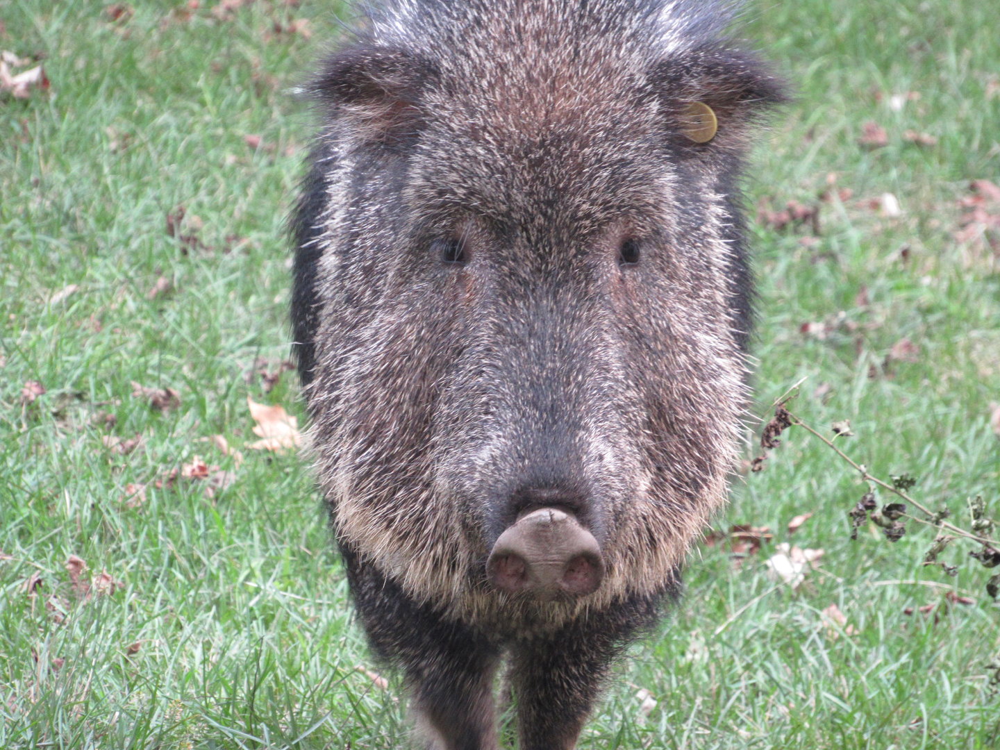 Americas - Chacoan Peccary
