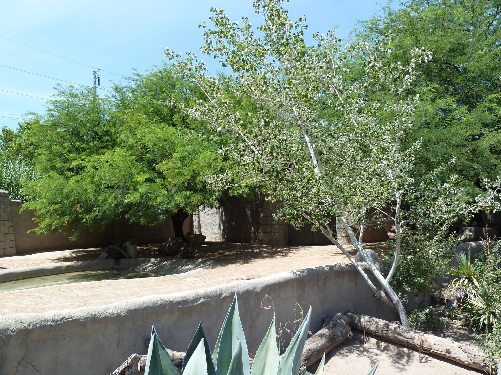 Americas - Galapagos Tortoise Exhibit