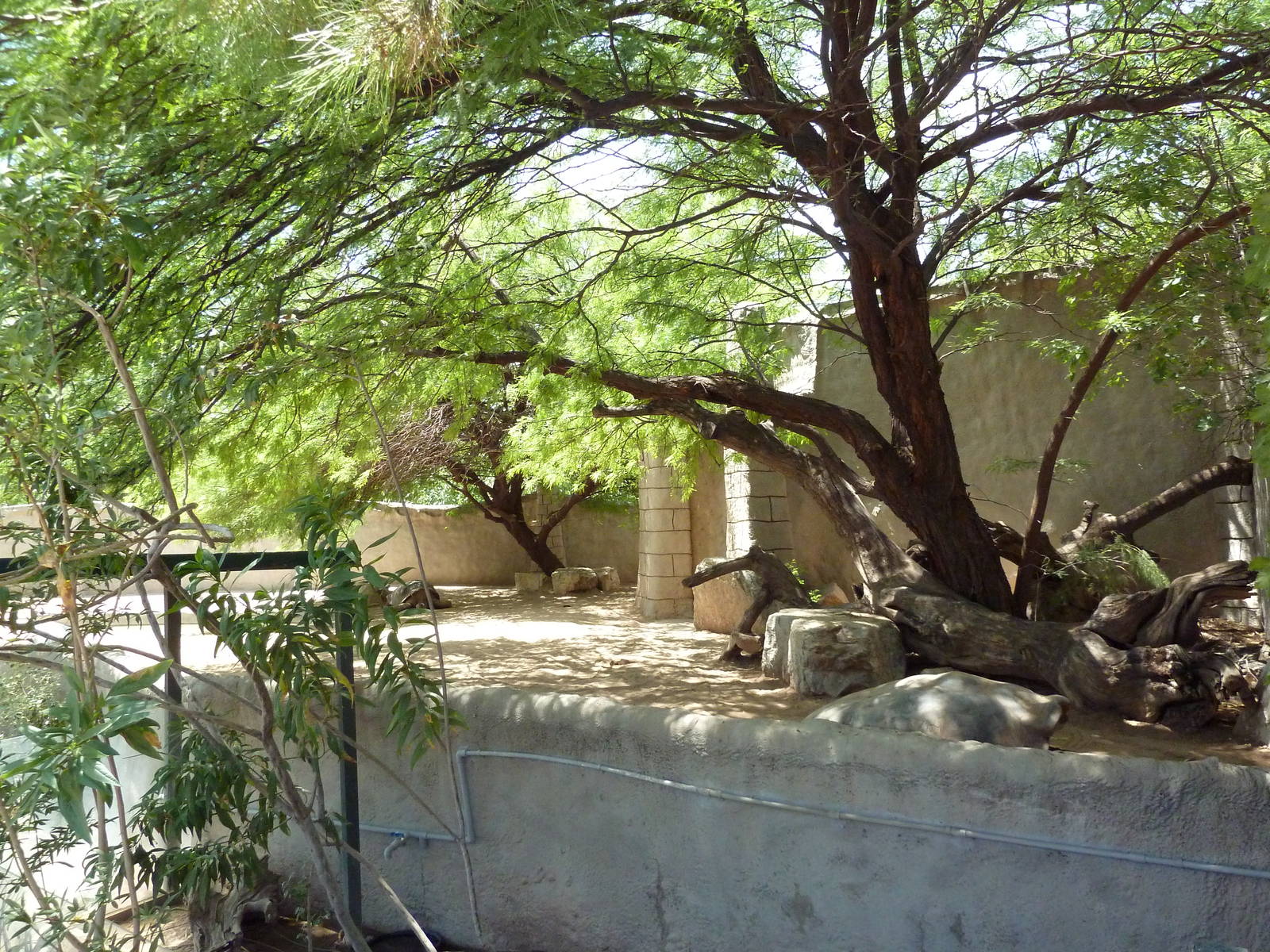 Americas - Galapagos Tortoise Exhibit