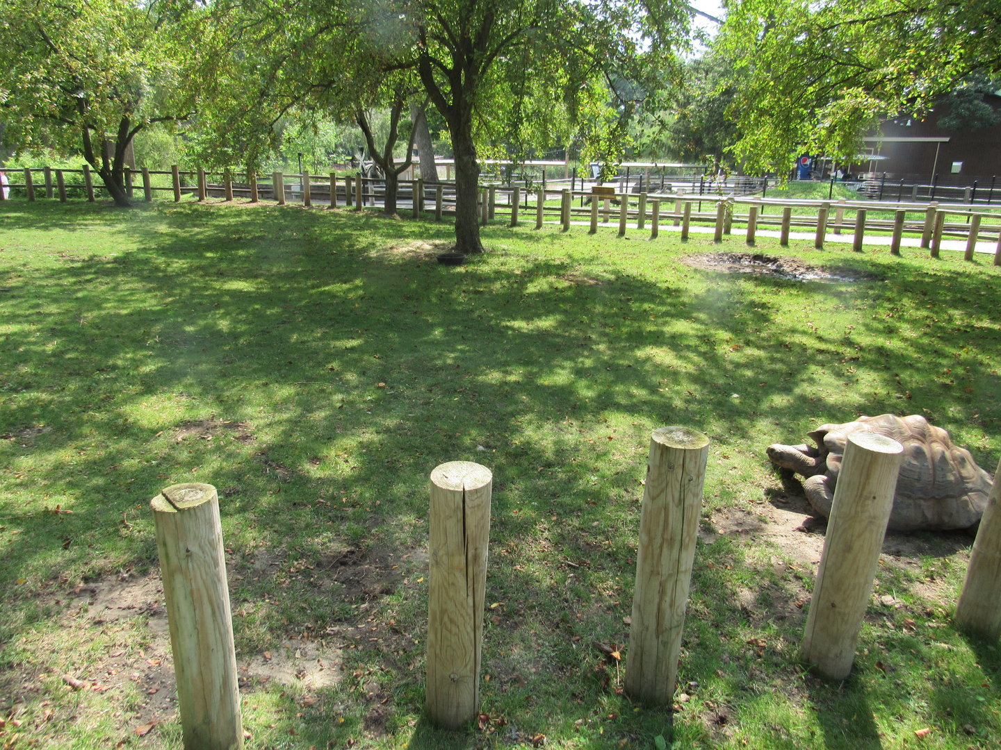 Americas - Galapagos Tortoise Exhibit