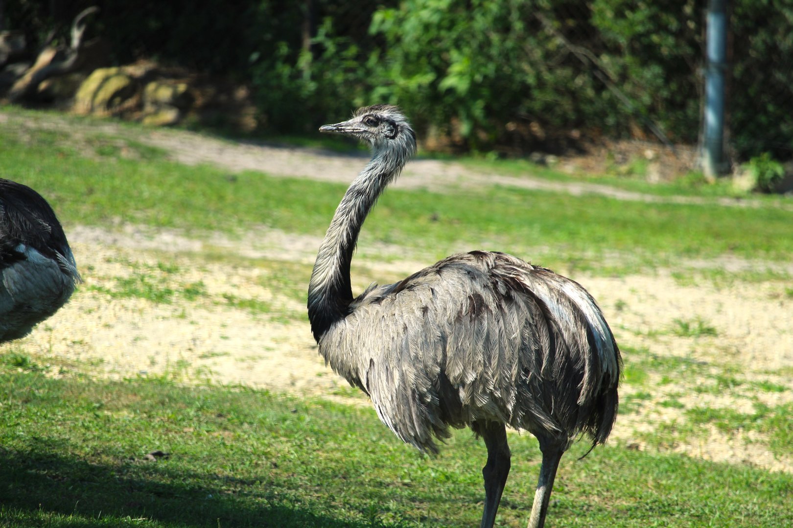 Americas - Greater Rhea