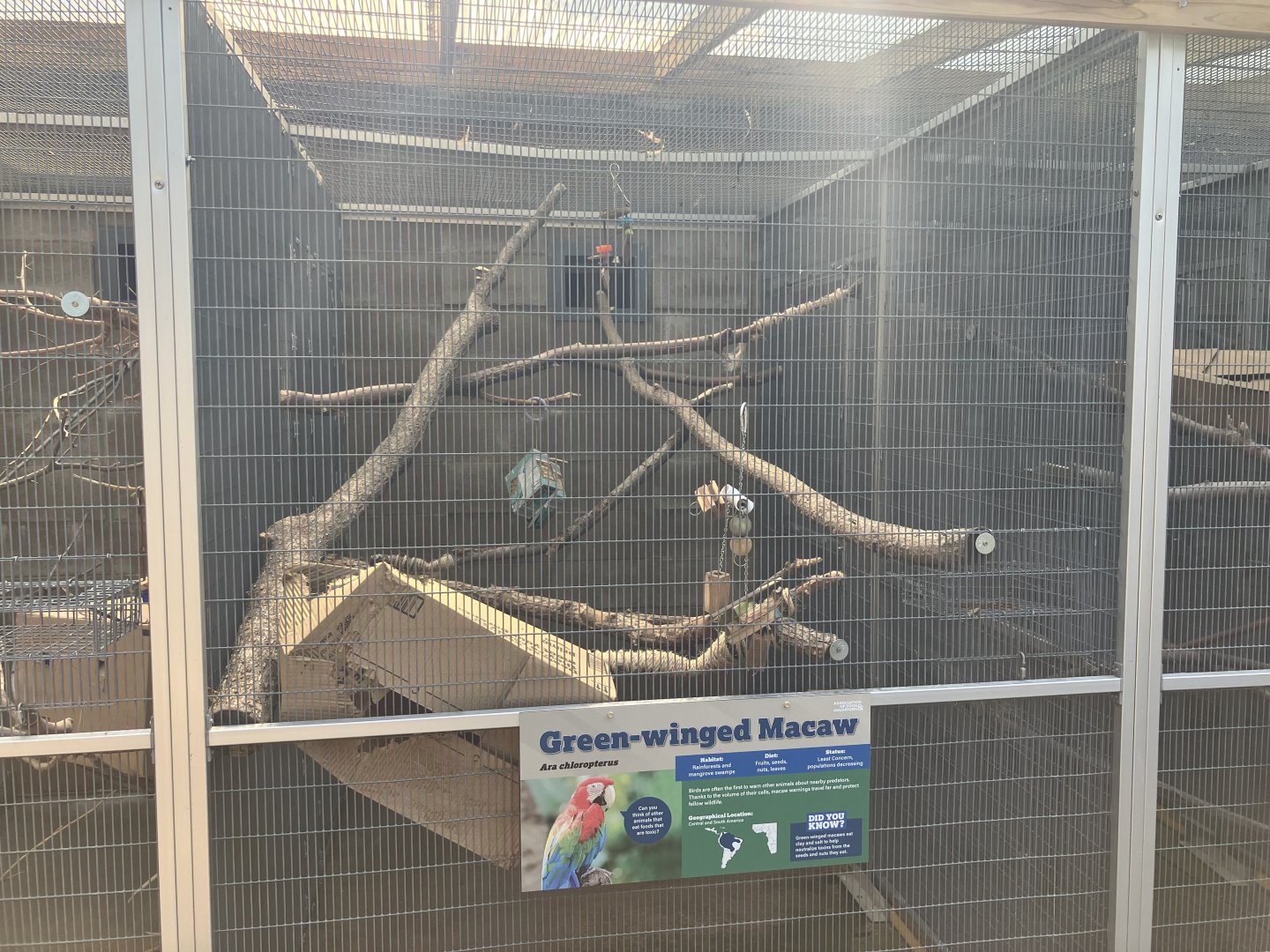 Americas - Green-Winged Macaw Exhibit