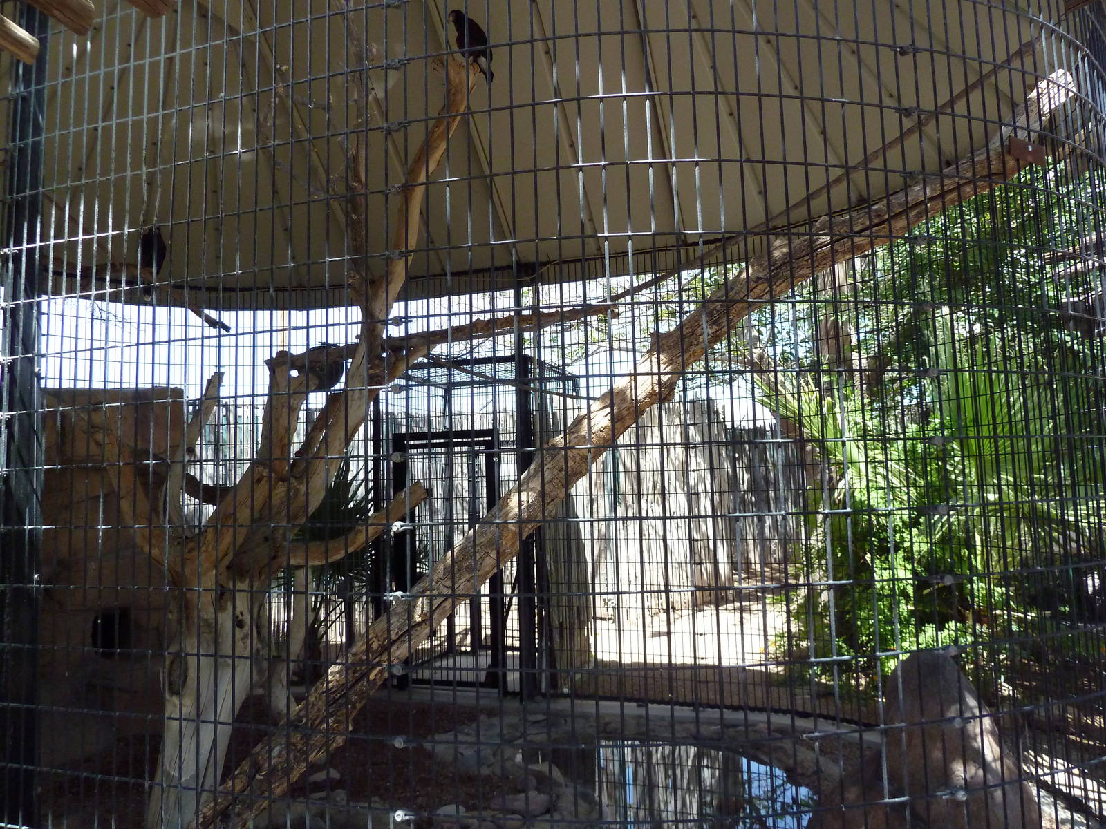 Americas - Harris' Hawk Exhibit