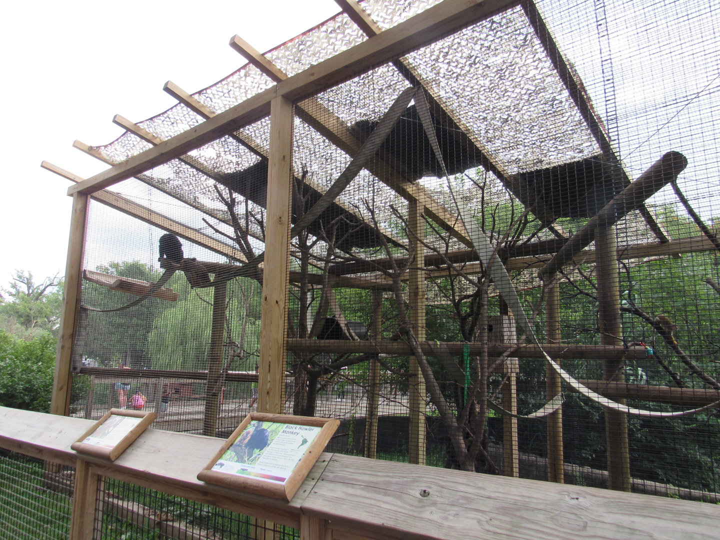Americas - Howler Monkey, Squirrel Monkey Exhibit