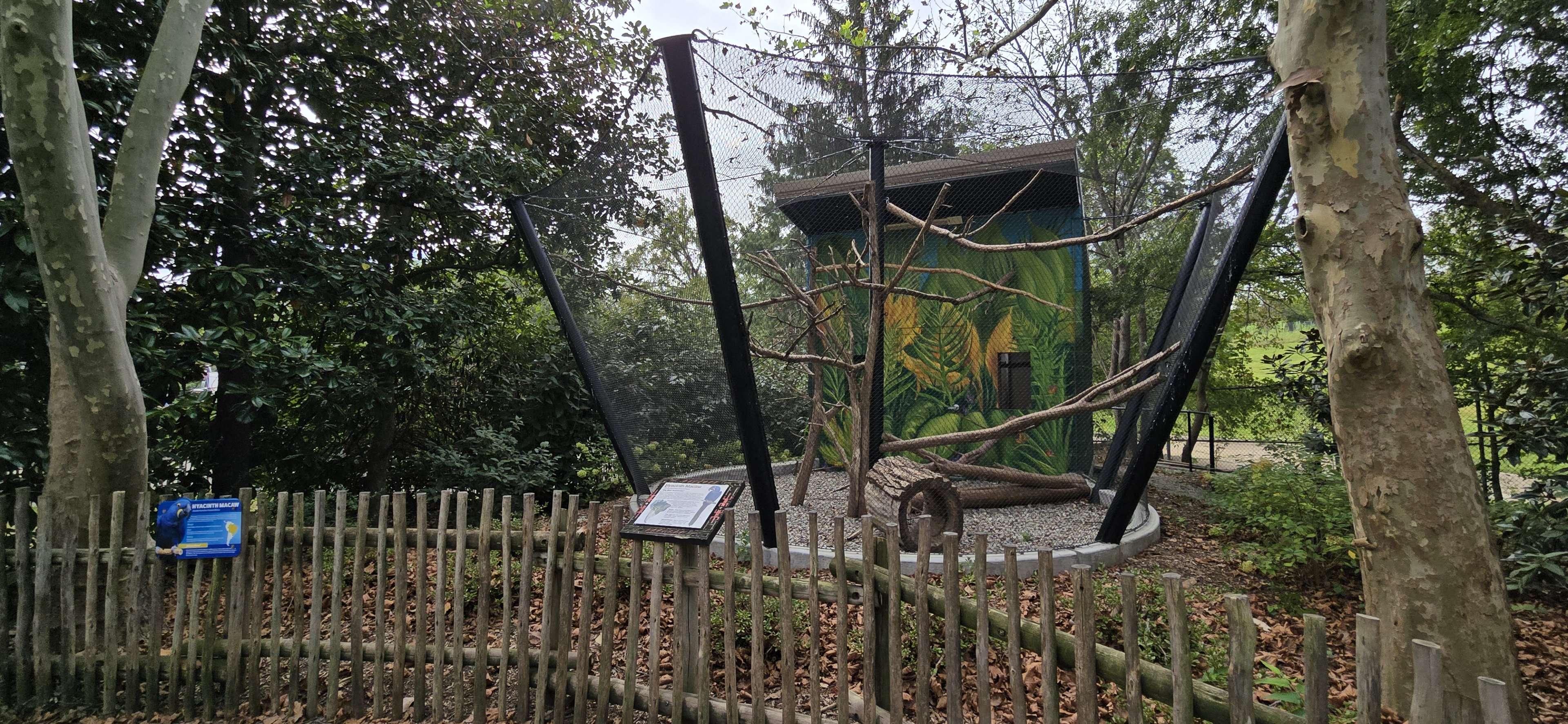 Americas - Hyacinth Macaw