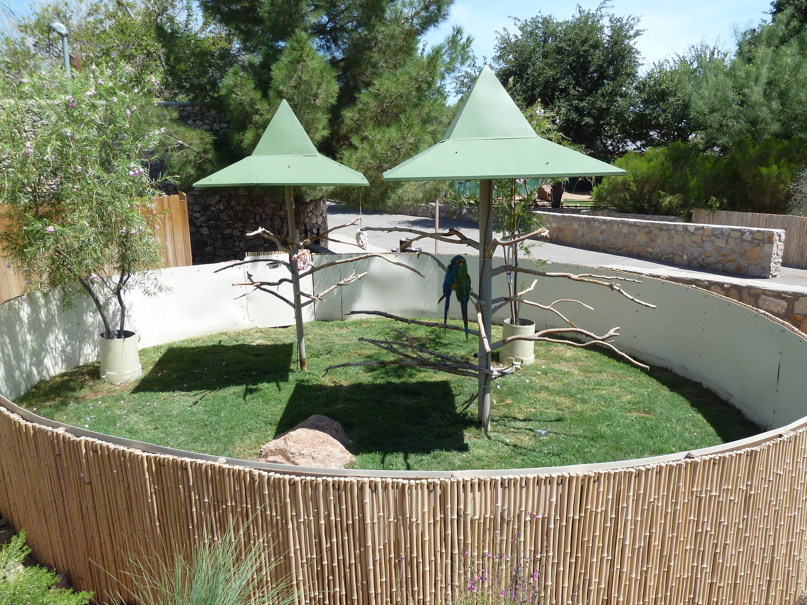 Americas - Macaw Exhibit