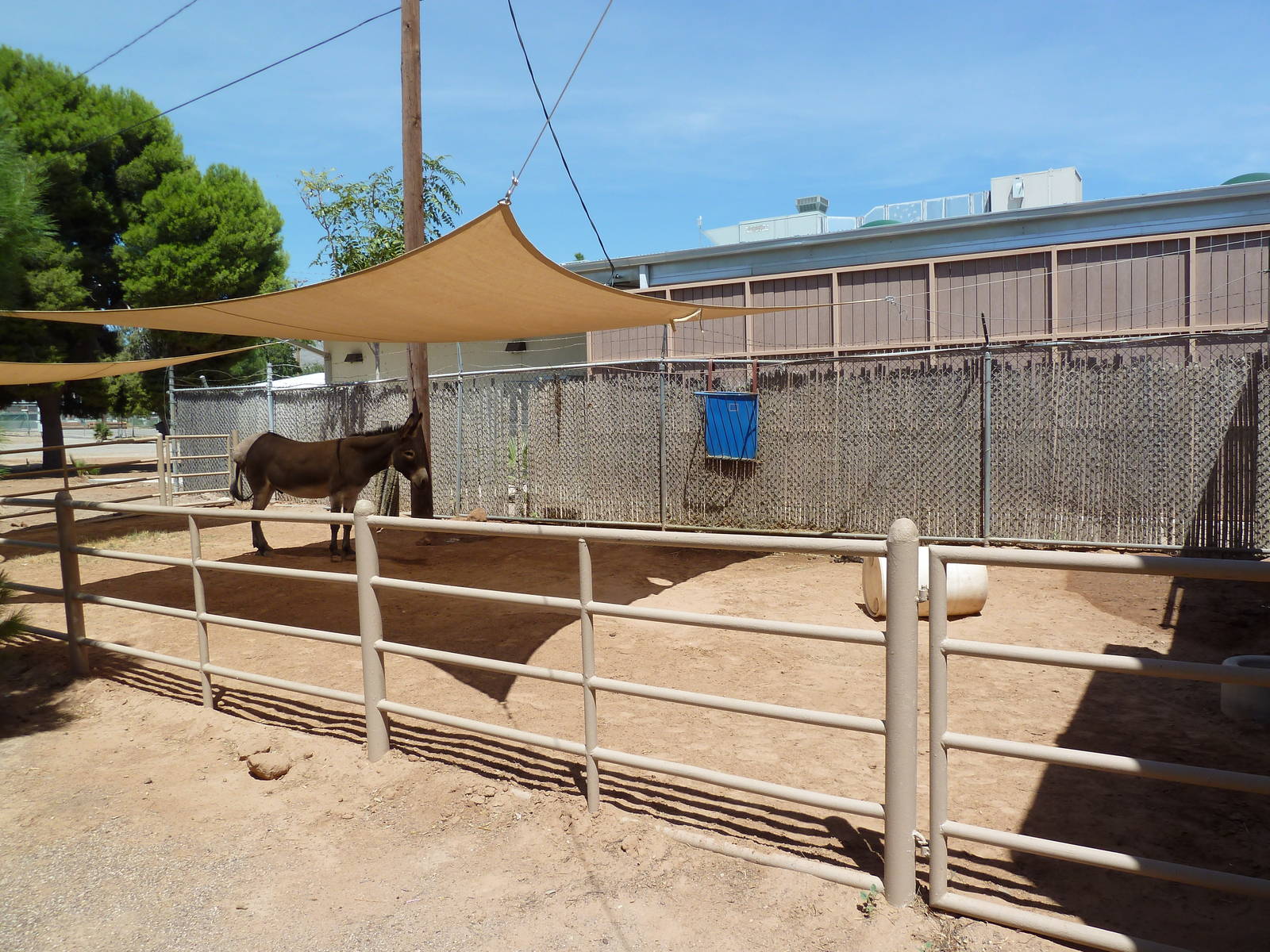 Americas - Mexican Burro Exhibit