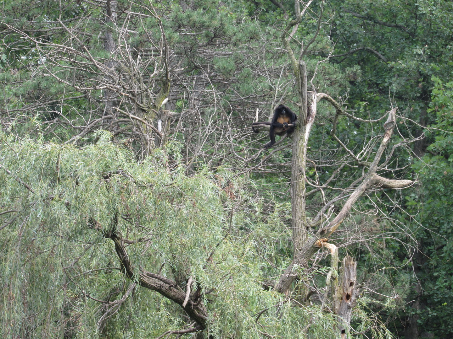 Americas - Mexican Spider Monkey in trees