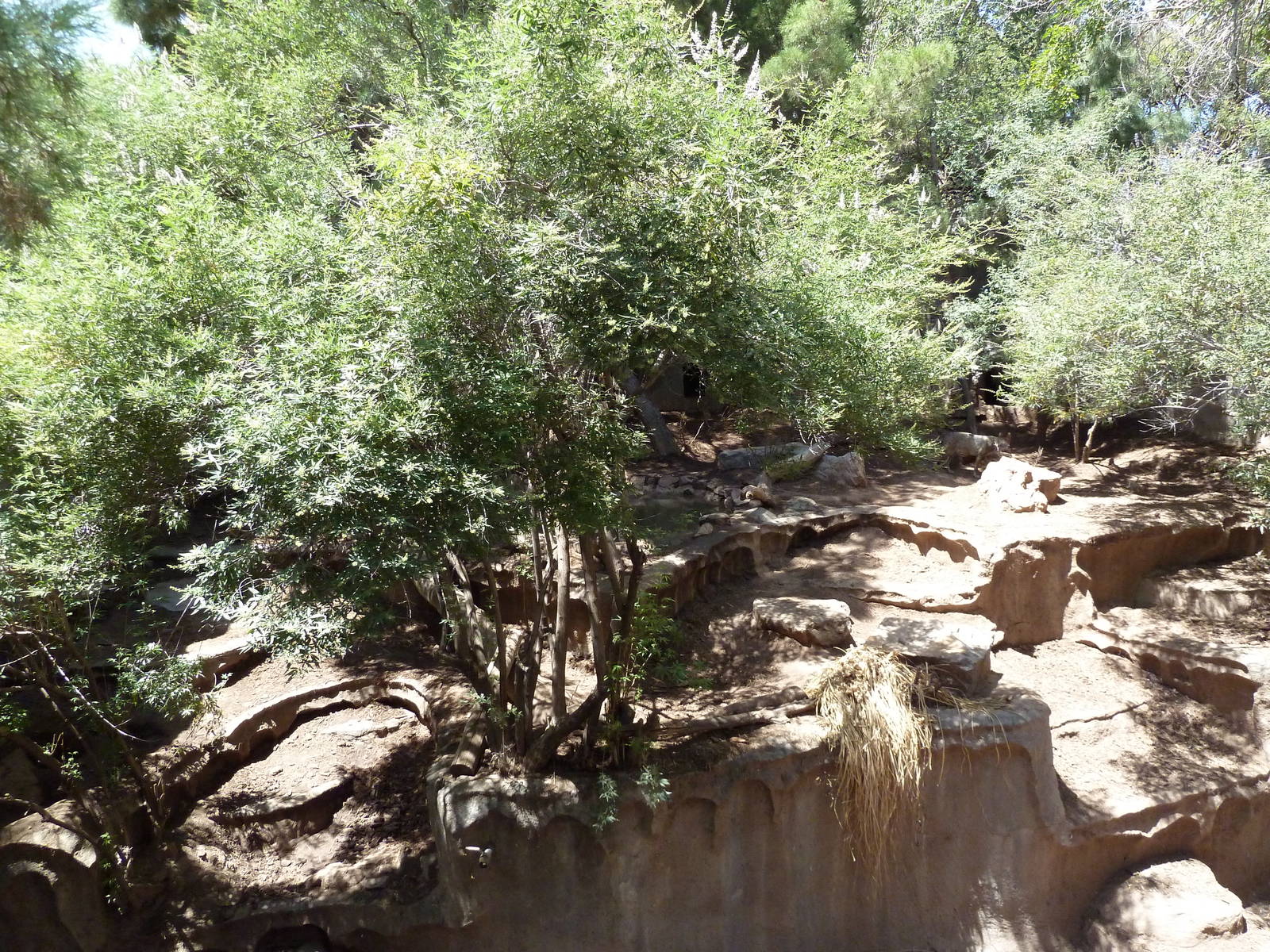 Americas - Mexican Wolf Exhibit
