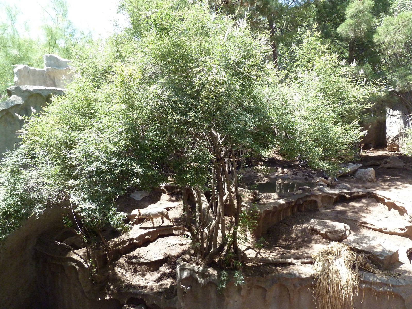 Americas - Mexican Wolf Exhibit