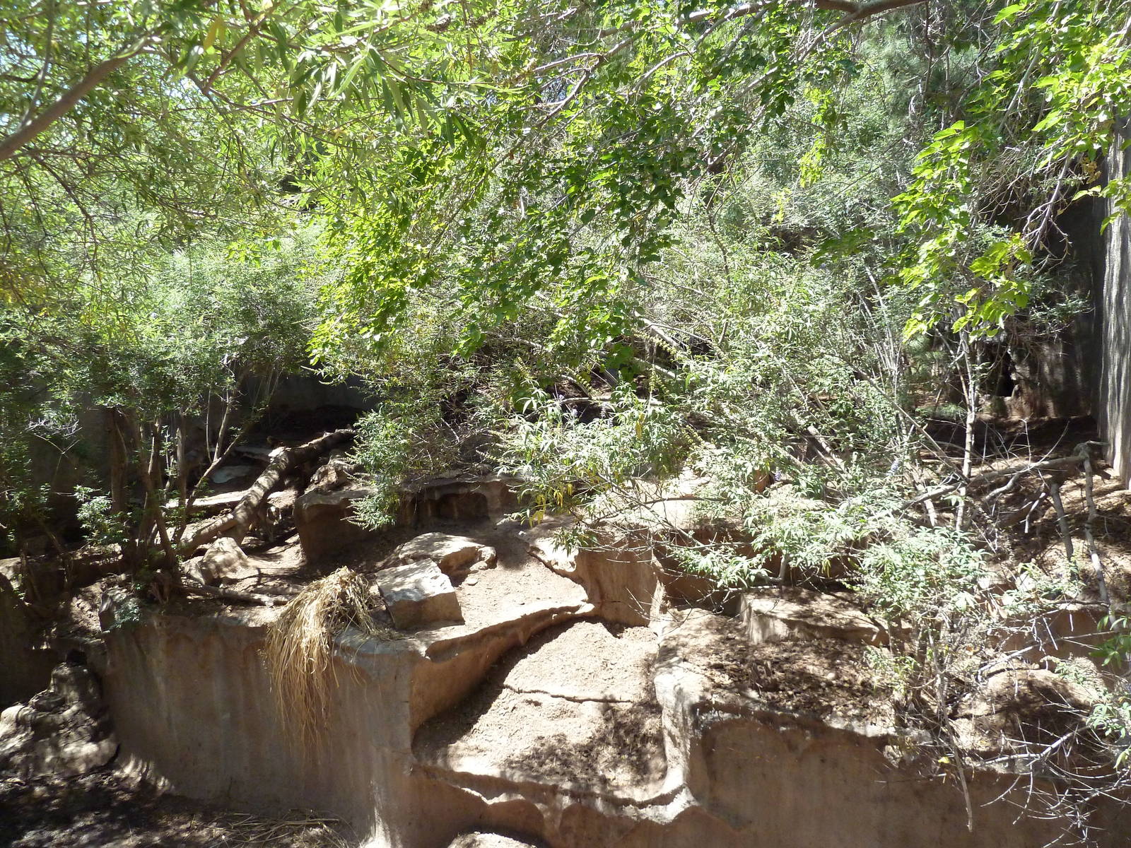 Americas - Mexican Wolf Exhibit