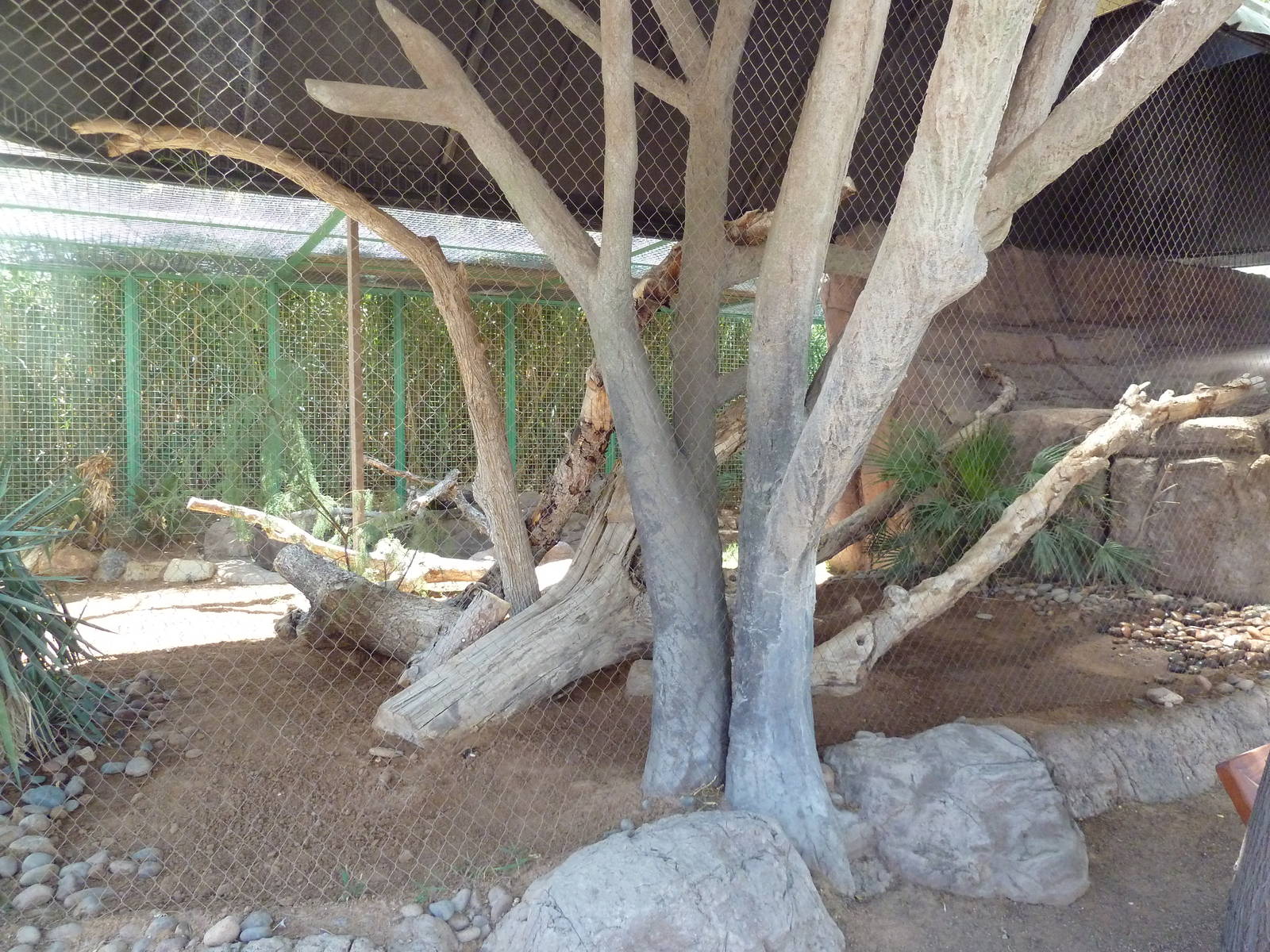 Americas - Ocelot Exhibit