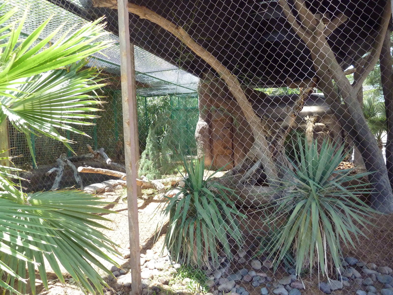 Americas - Ocelot Exhibit