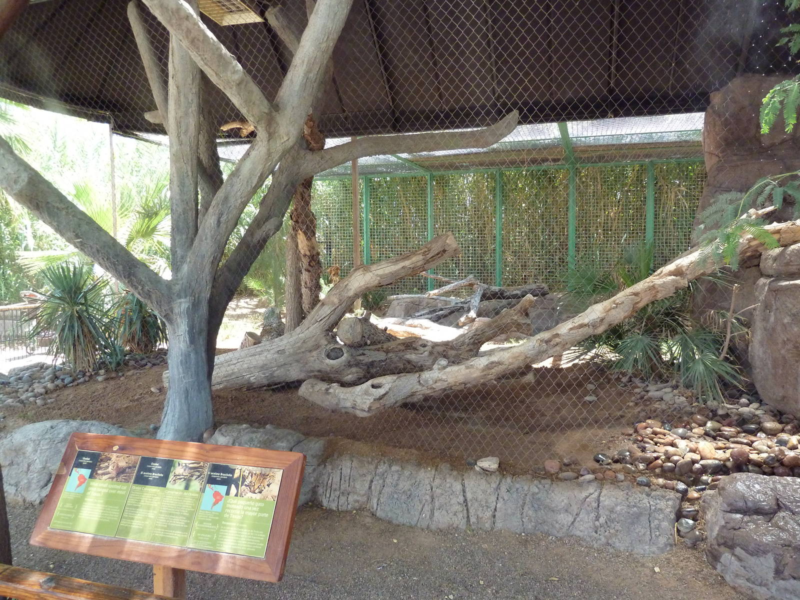 Americas - Ocelot Exhibit