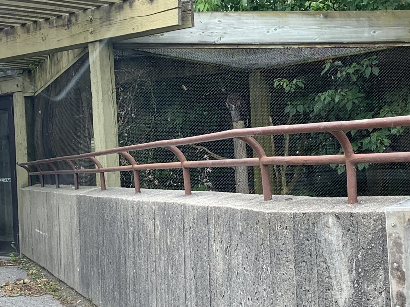Americas Pavilion - Great Horned Owl Aviary