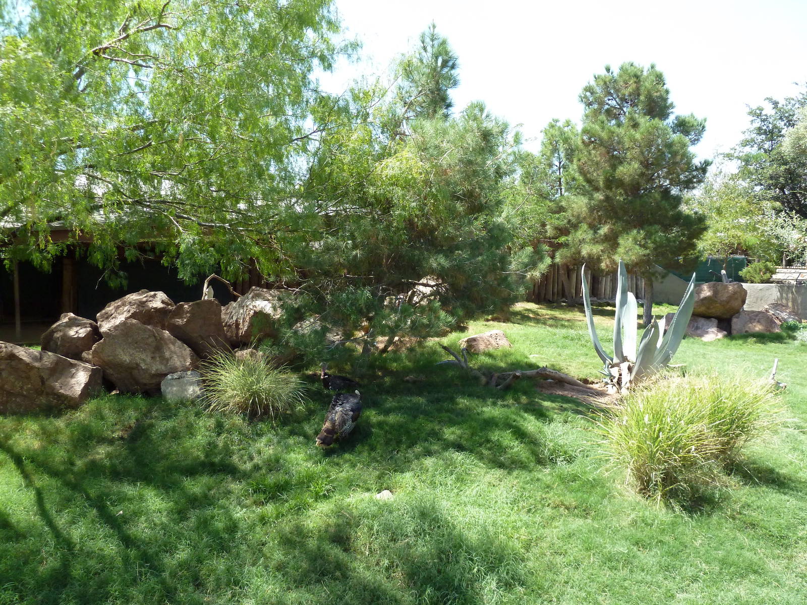 Americas - Peccary/Wild Turkey/Bolson Tortoise Exhibit