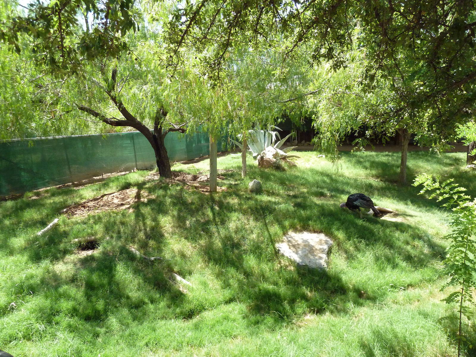 Americas - Peccary/Wild Turkey/Bolson Tortoise Exhibit