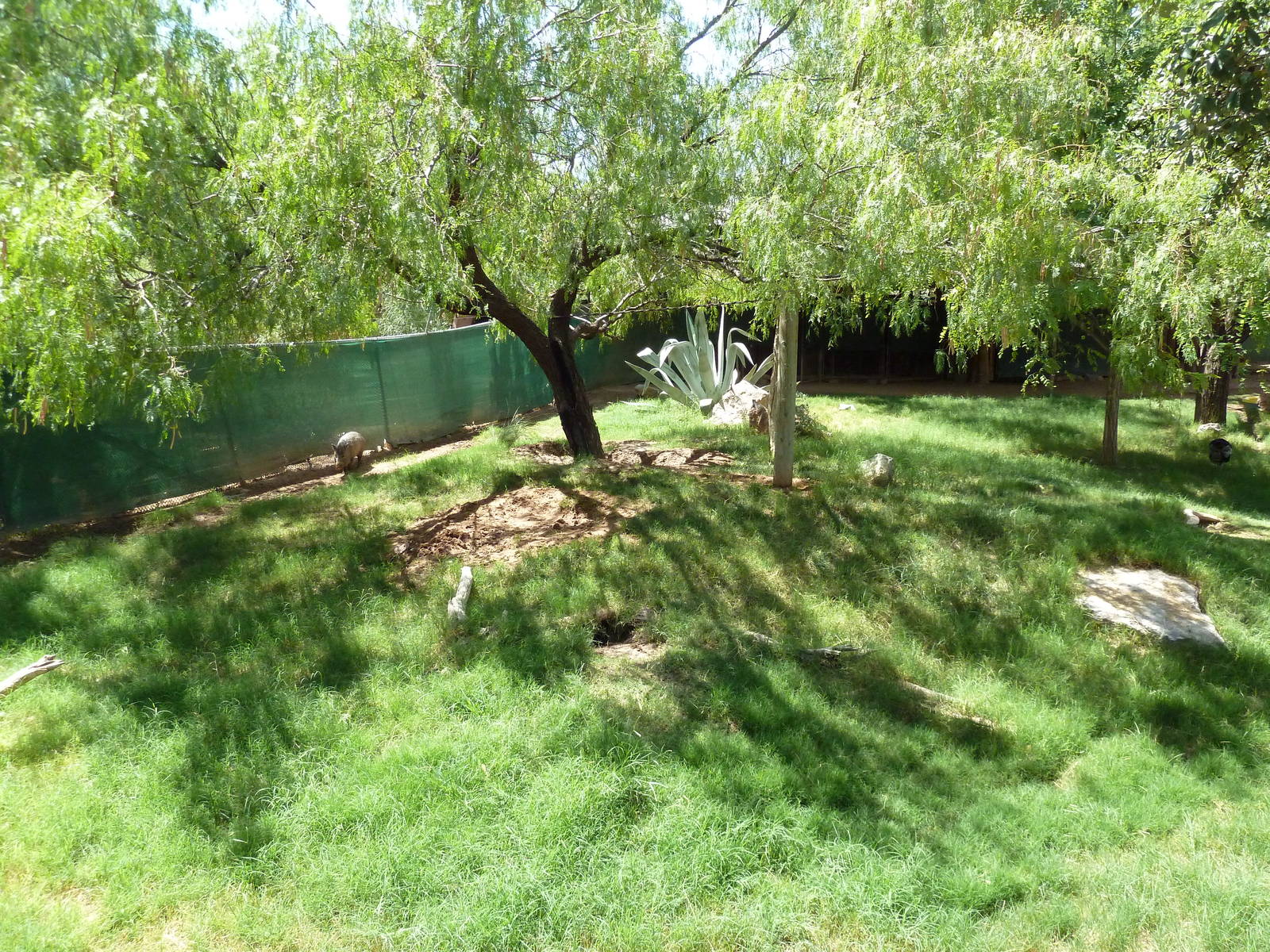 Americas - Peccary/Wild Turkey/Bolson Tortoise Exhibit