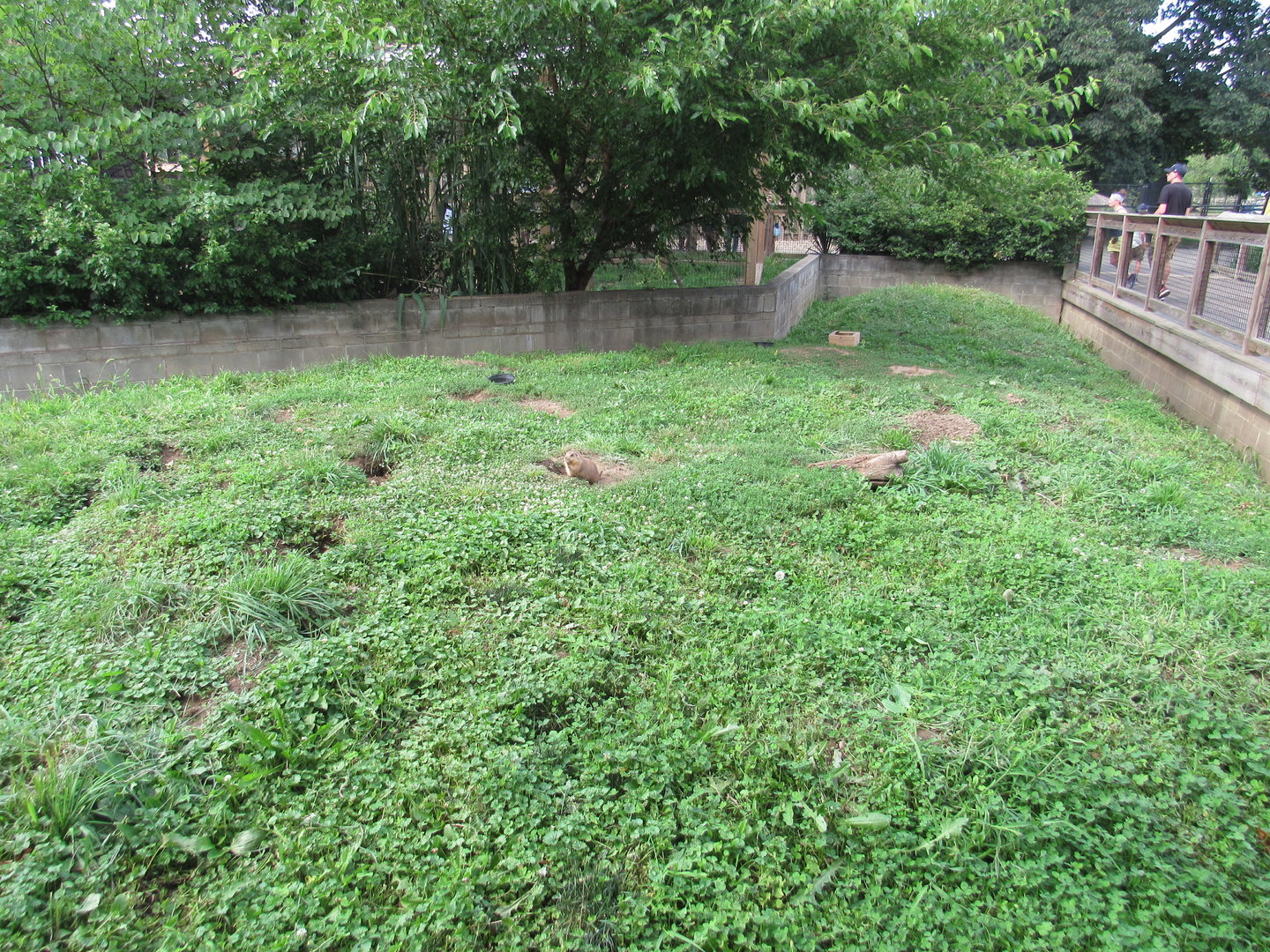 Americas - Prairie Dog Exhibit