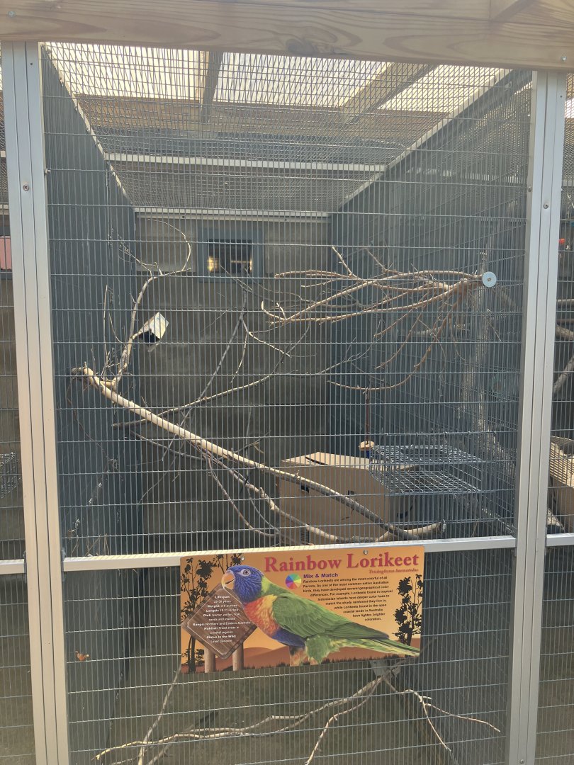 Americas - Rainbow Lorikeet Exhibit