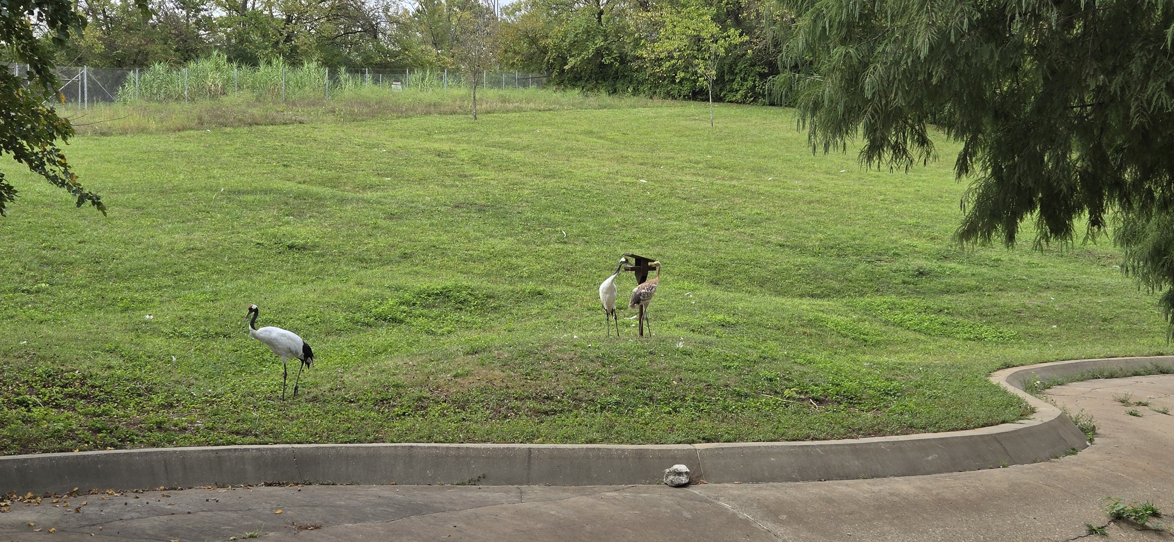Americas - Red crowned crane