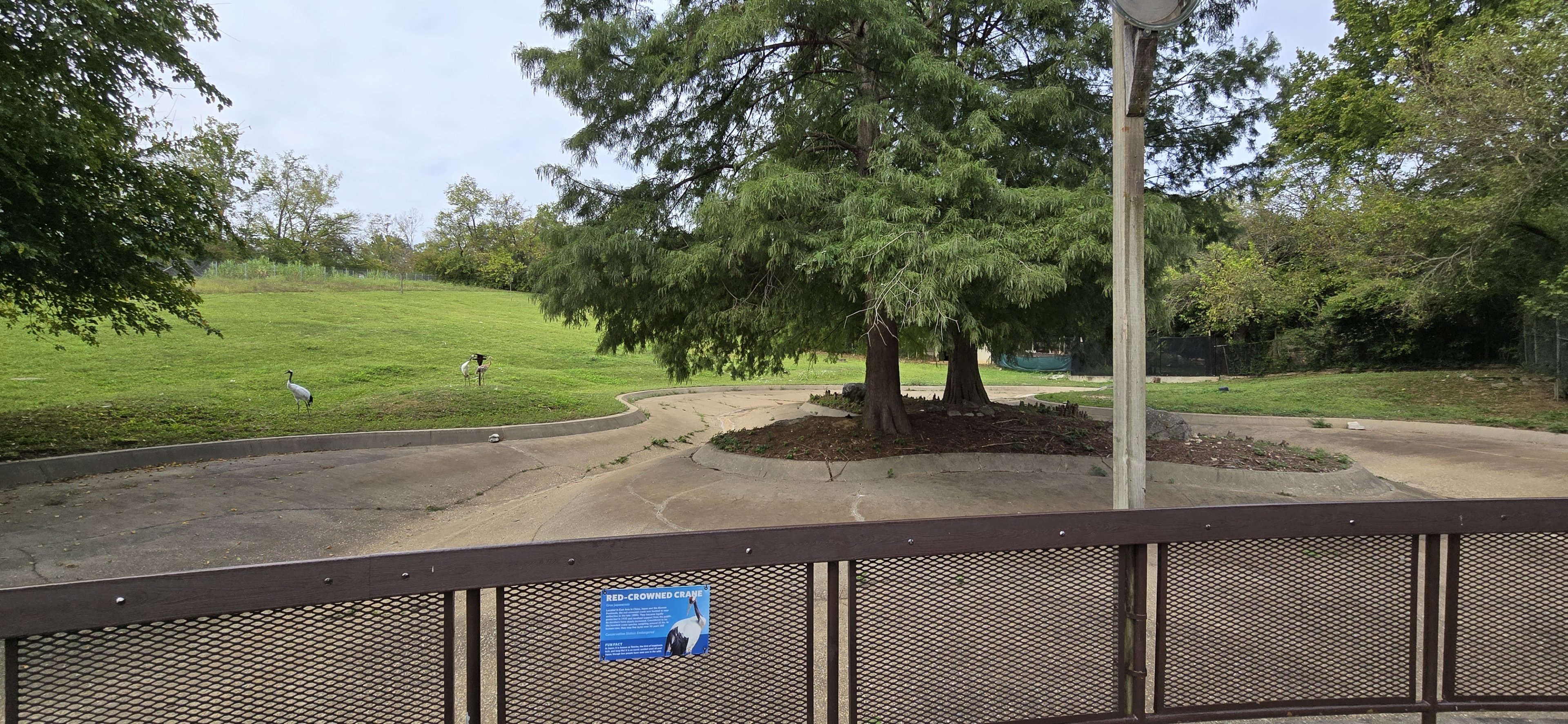 Americas - Red crowned crane