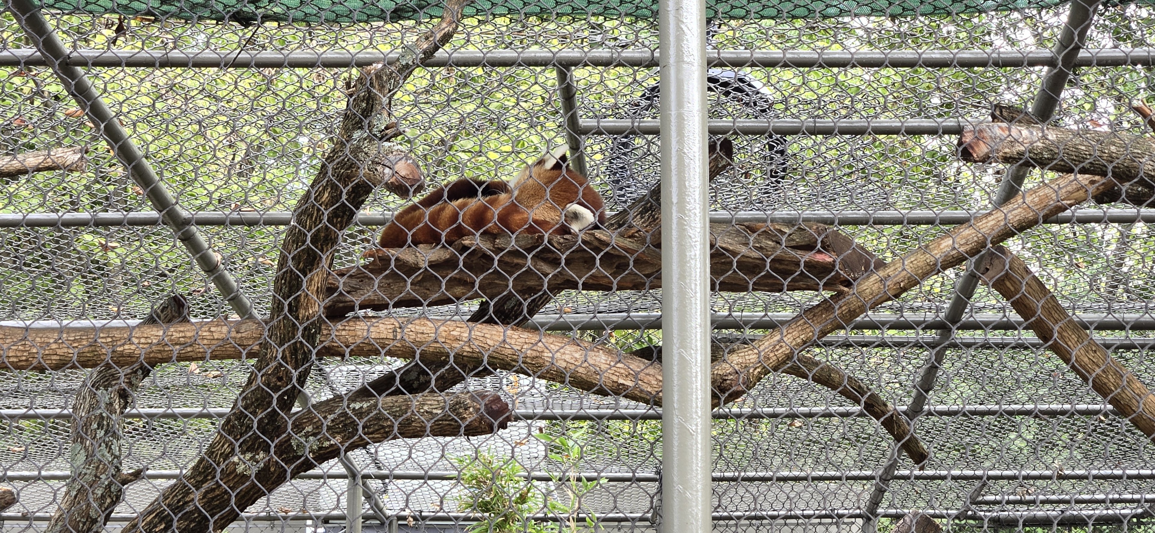 Americas - Red Panda
