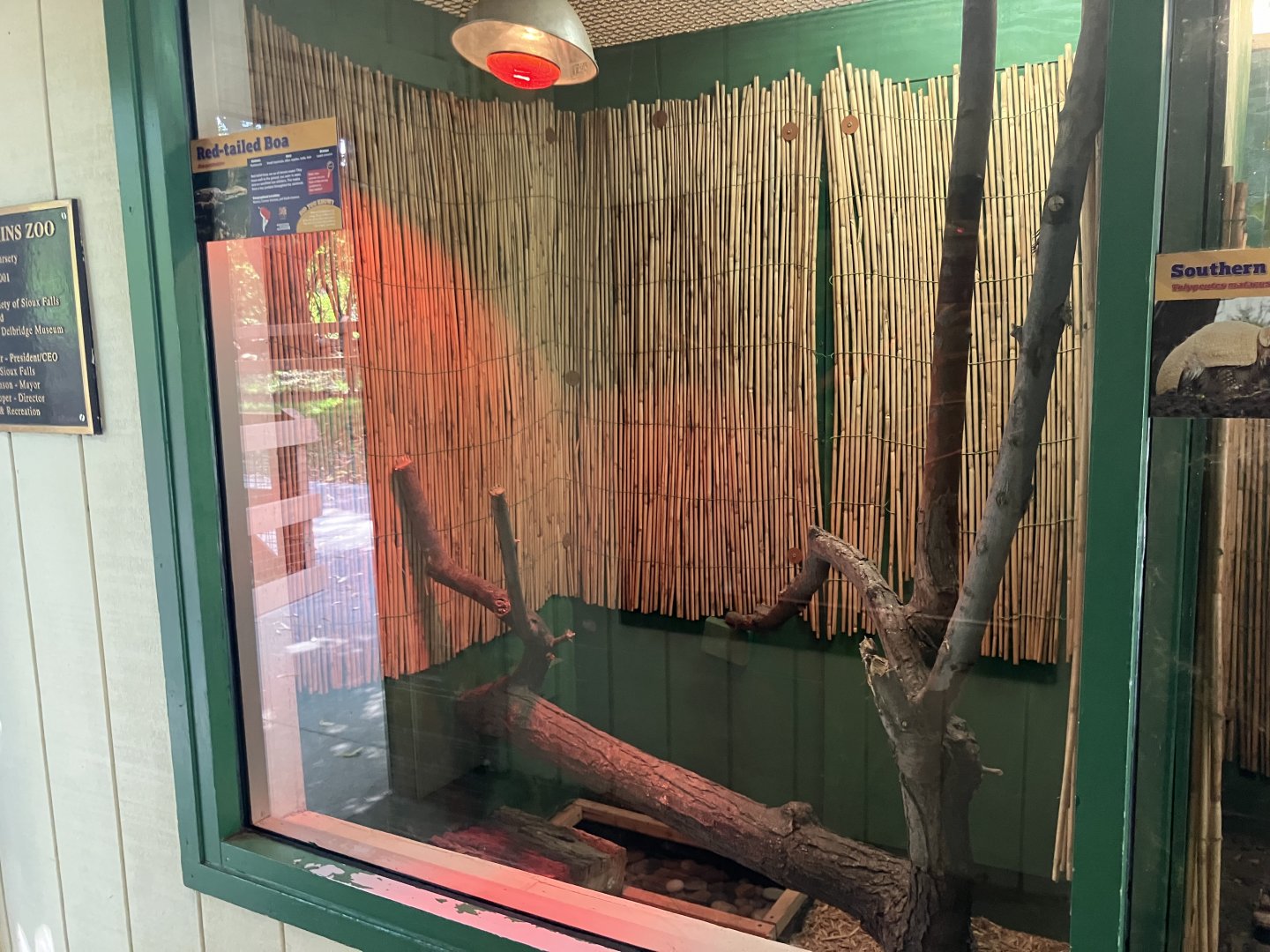 Americas - Red-Tailed Boa Exhibit