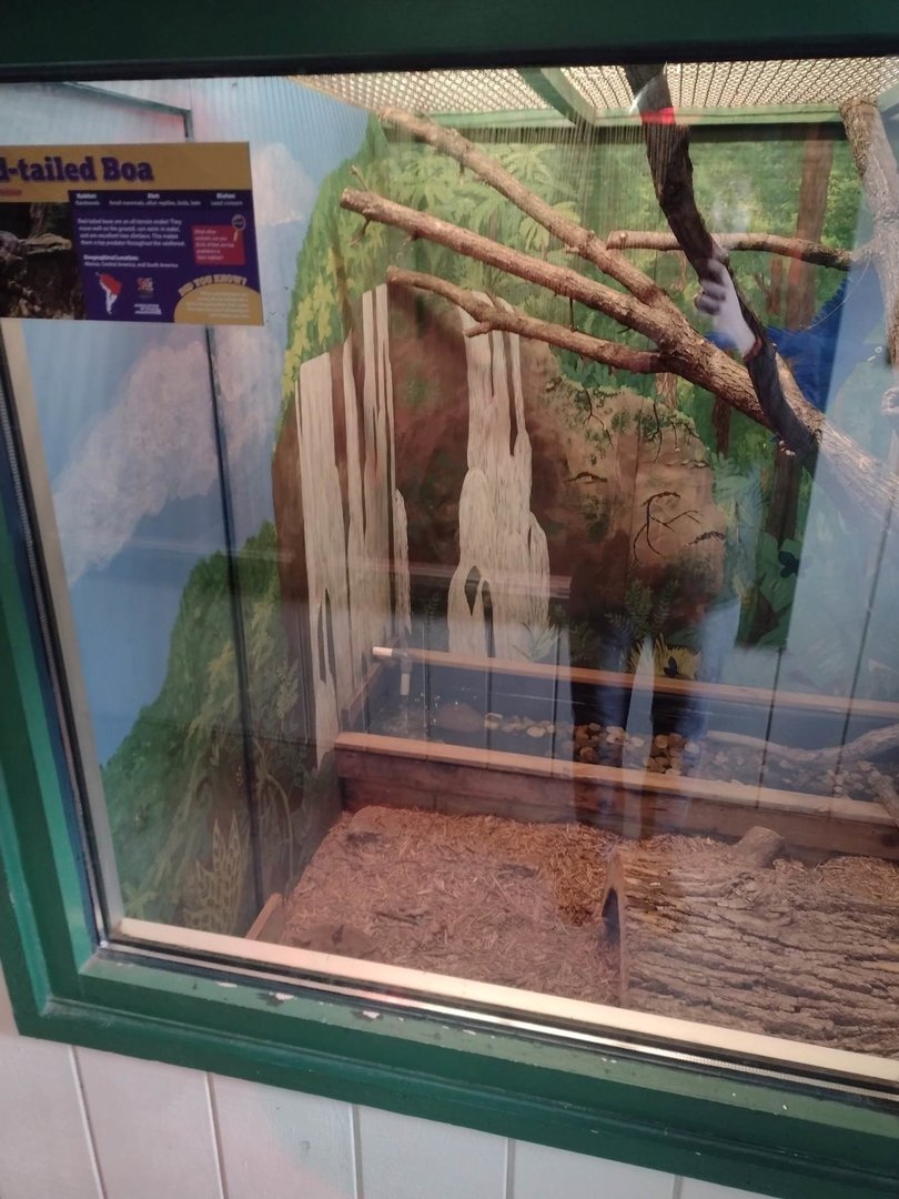 Americas- Red-tailed Boa habitat #2