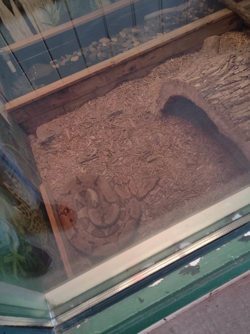 Americas- Red-tailed Boa