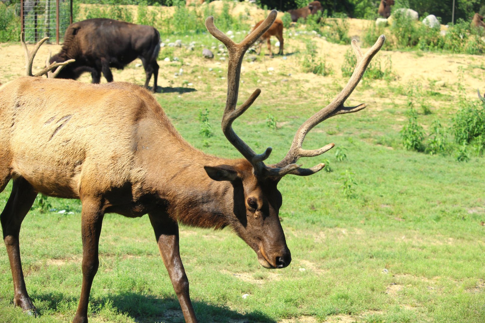 Americas - Roosevelt Elk