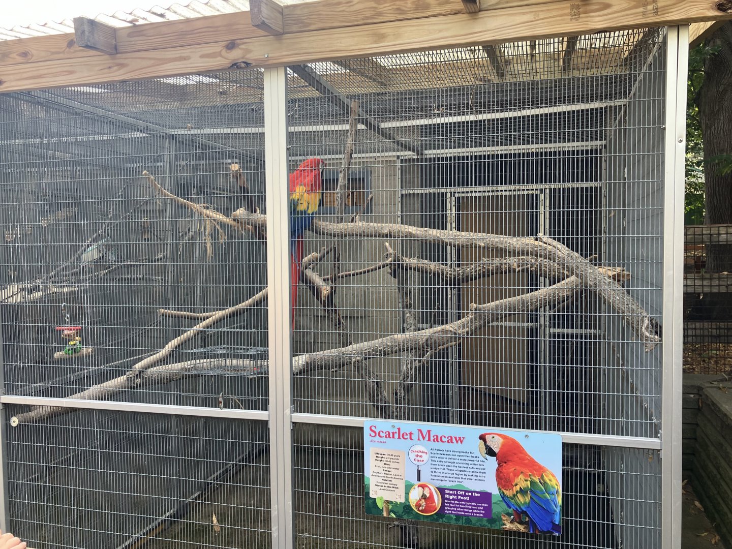 Americas - Scarlet Macaw Exhibit