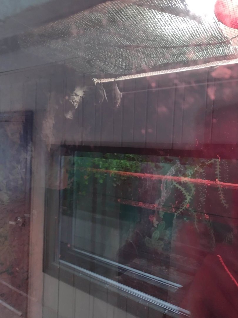 Americas- Seba's Short-tailed Bat