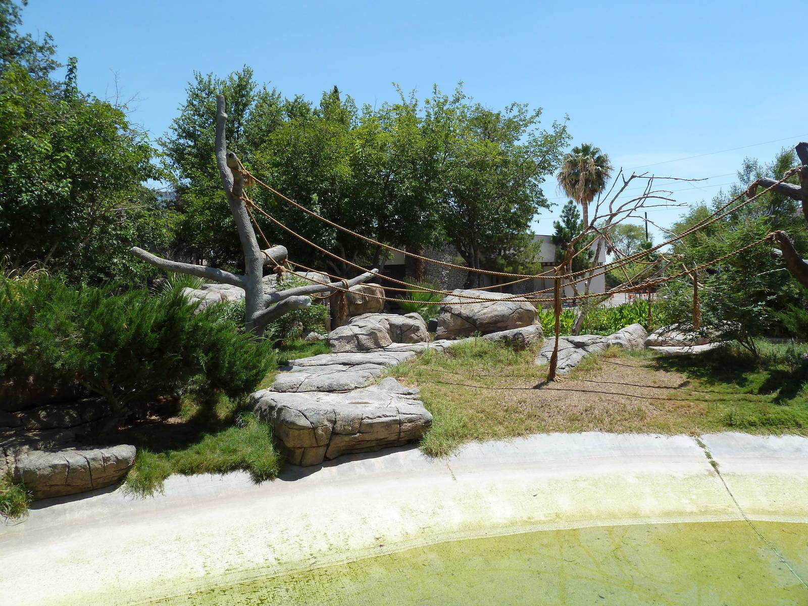 Americas - Spider Monkey Island