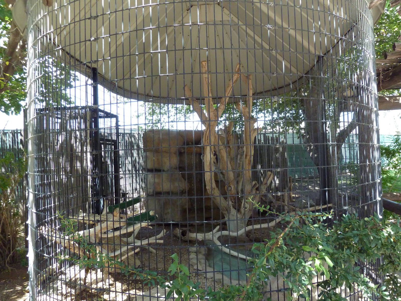 Americas - Swainson's Hawk Exhibit